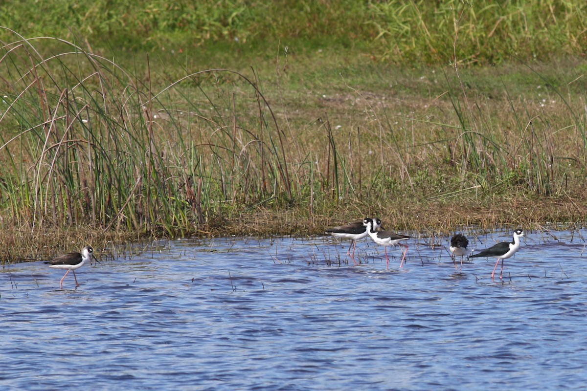 Black-necked Stilt - ML644757934