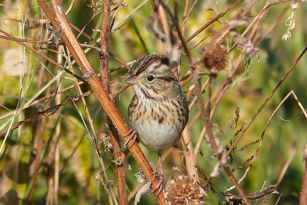 Lincoln's Sparrow - ML644757949