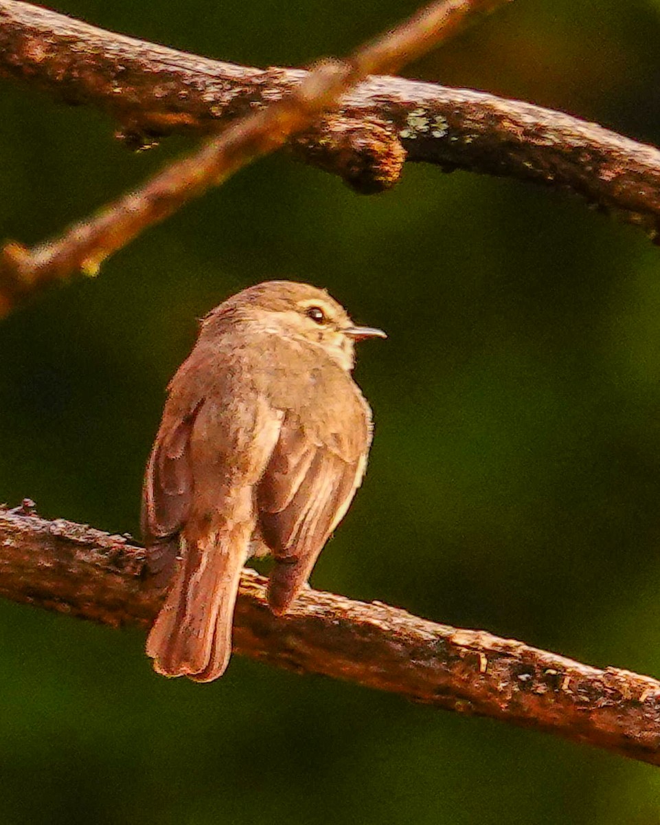 African Dusky Flycatcher - ML644757952