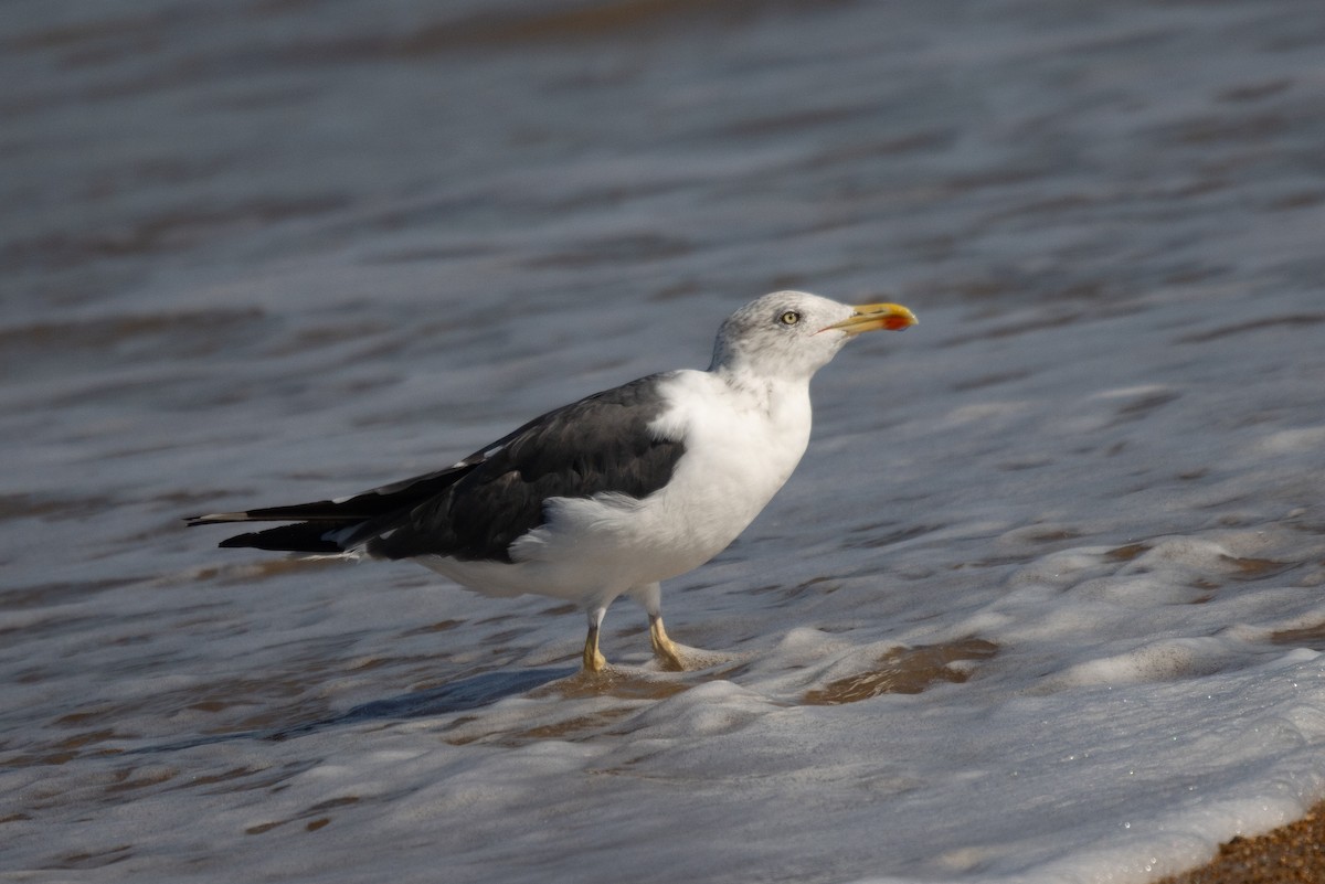 Бэсрэг цахлай - ML644757955