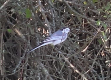 נחליאלי לבן (לבן-פנים) - ML644757956