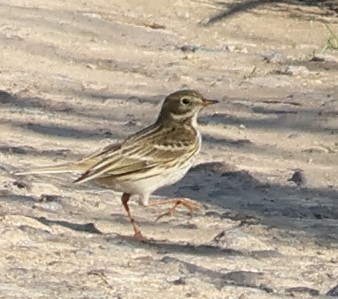 Pispola - ML644757960