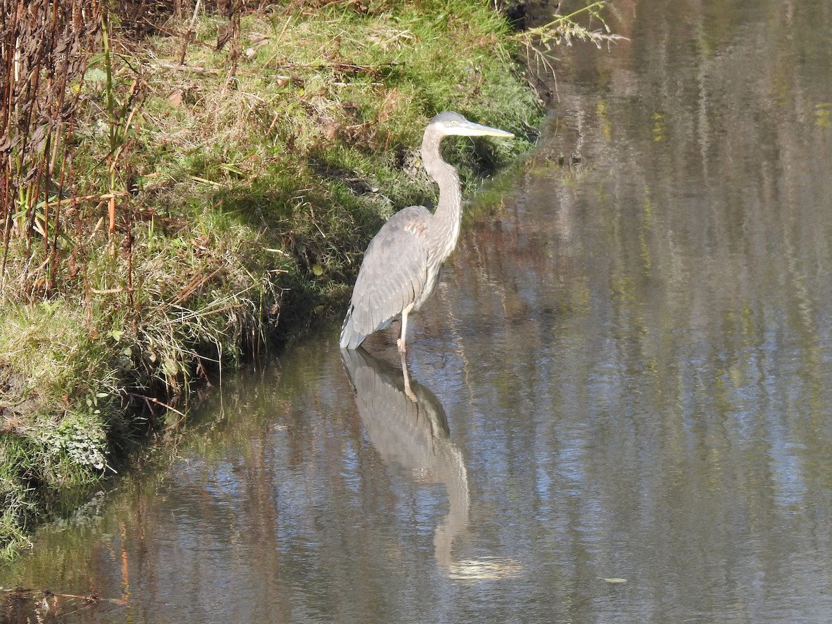 Great Blue Heron - ML644757962