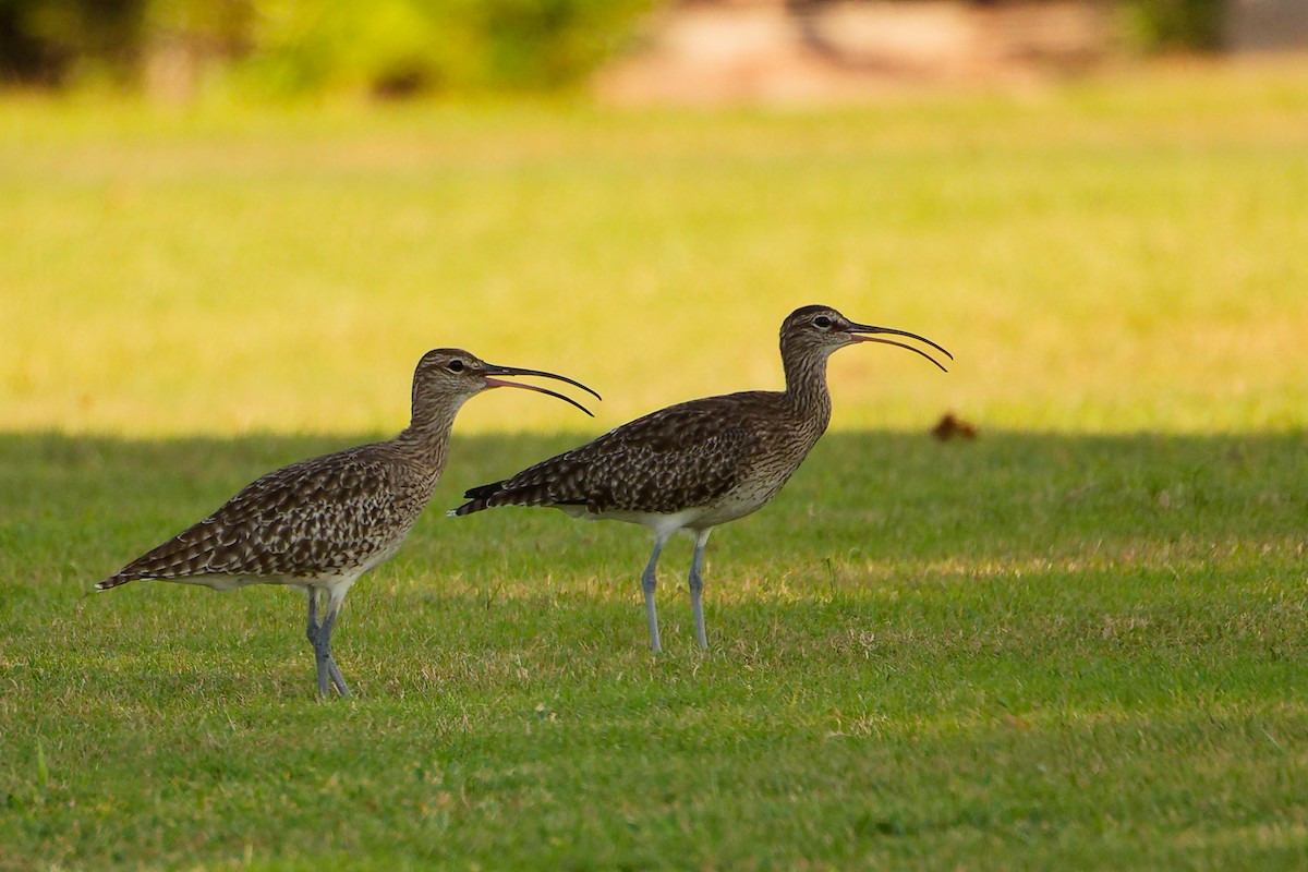 Regenbrachvogel - ML644757963