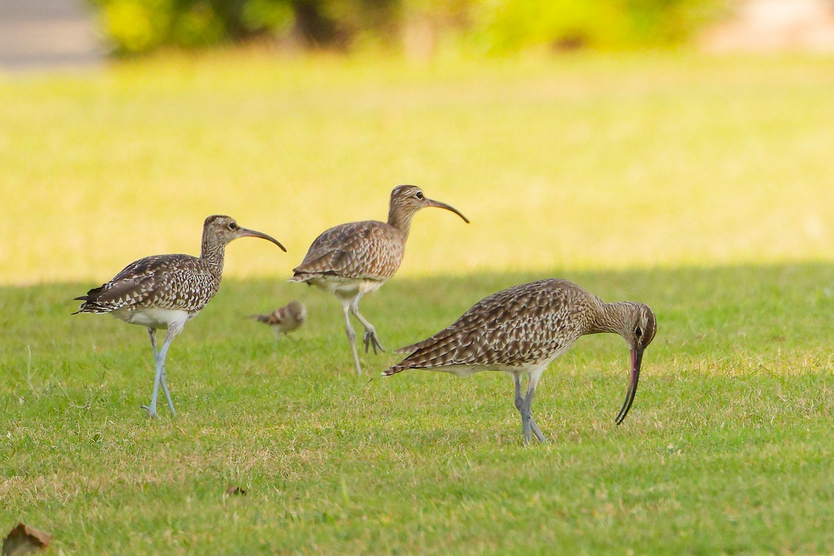 Regenbrachvogel - ML644757967