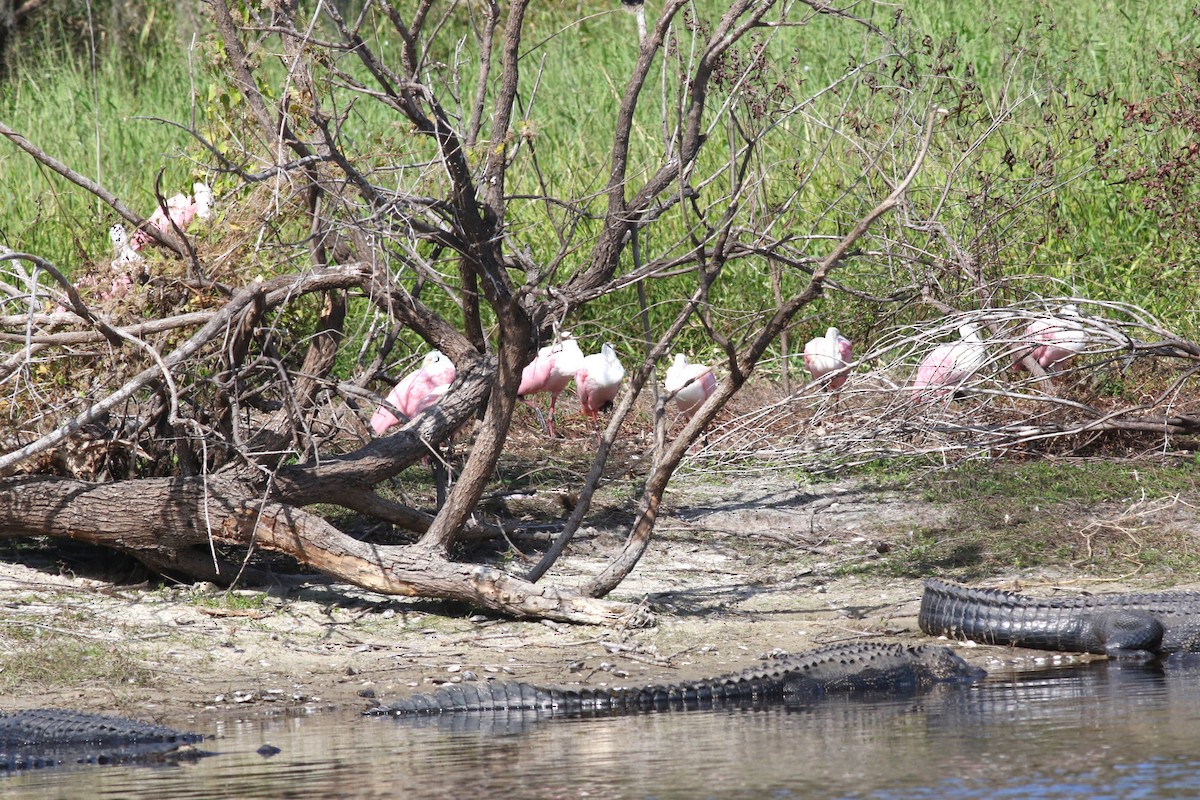 Roseate Spoonbill - ML644757975