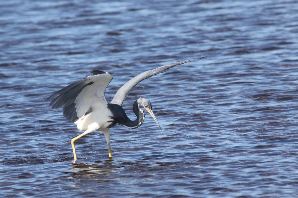 Dreifarbenreiher - ML644757988