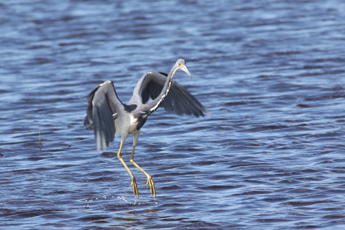 Dreifarbenreiher - ML644757991