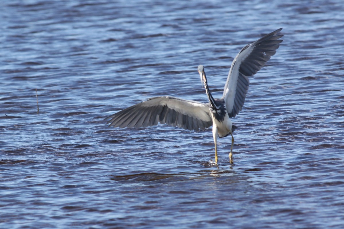 Dreifarbenreiher - ML644757992