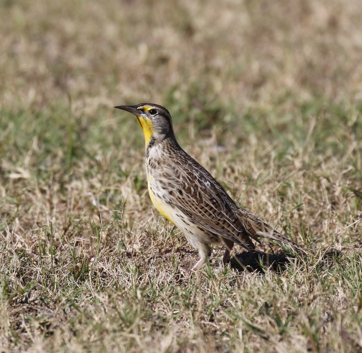 Lerchenstärling - ML644757994