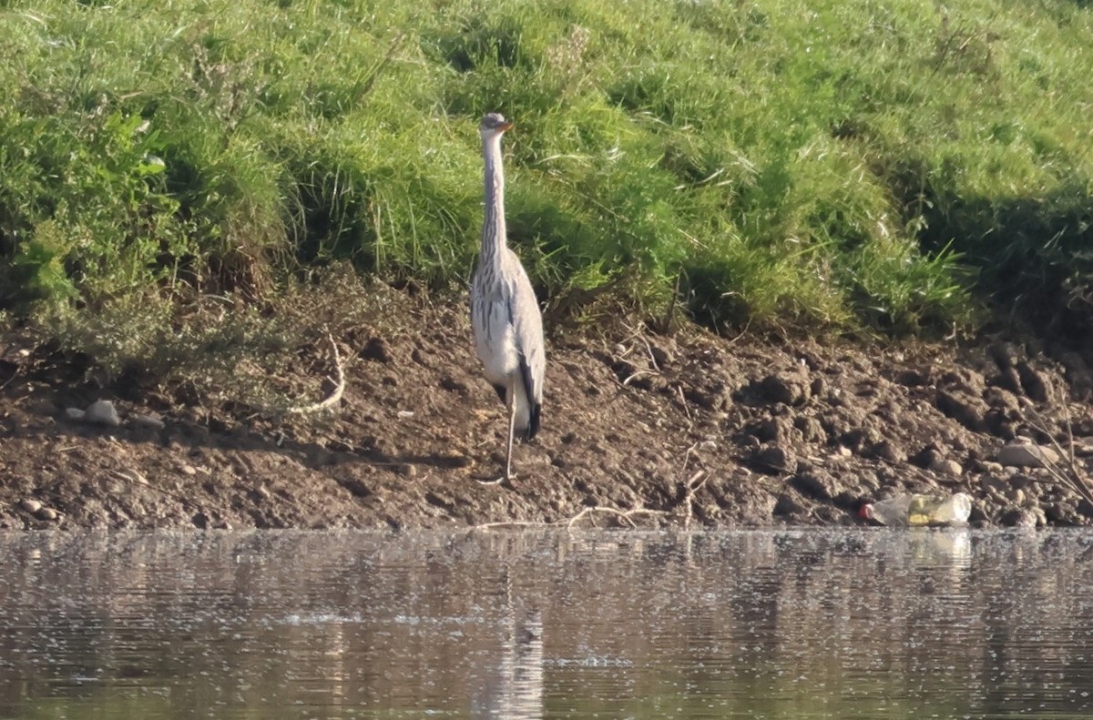 Graureiher - ML644757995