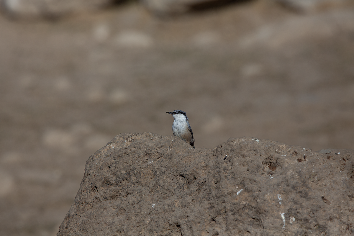 Kleiber - ML644757996