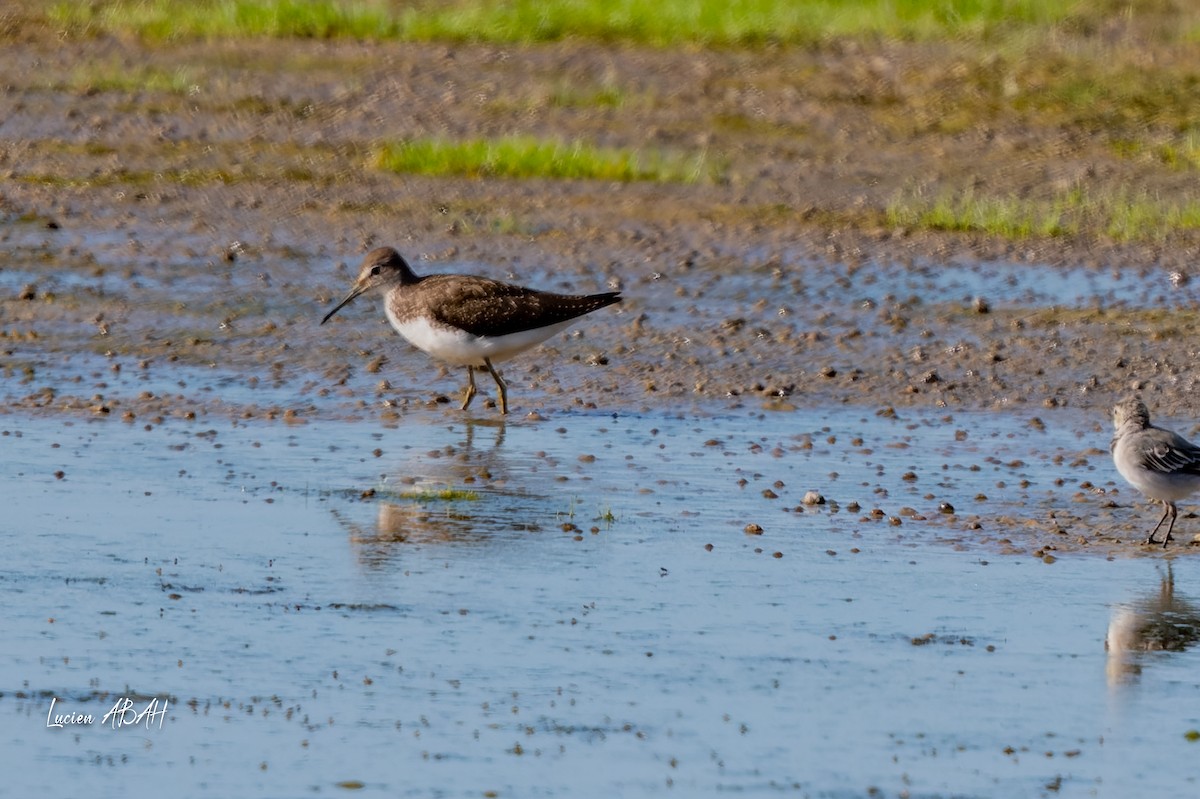 Bruchwasserläufer - ML644757997