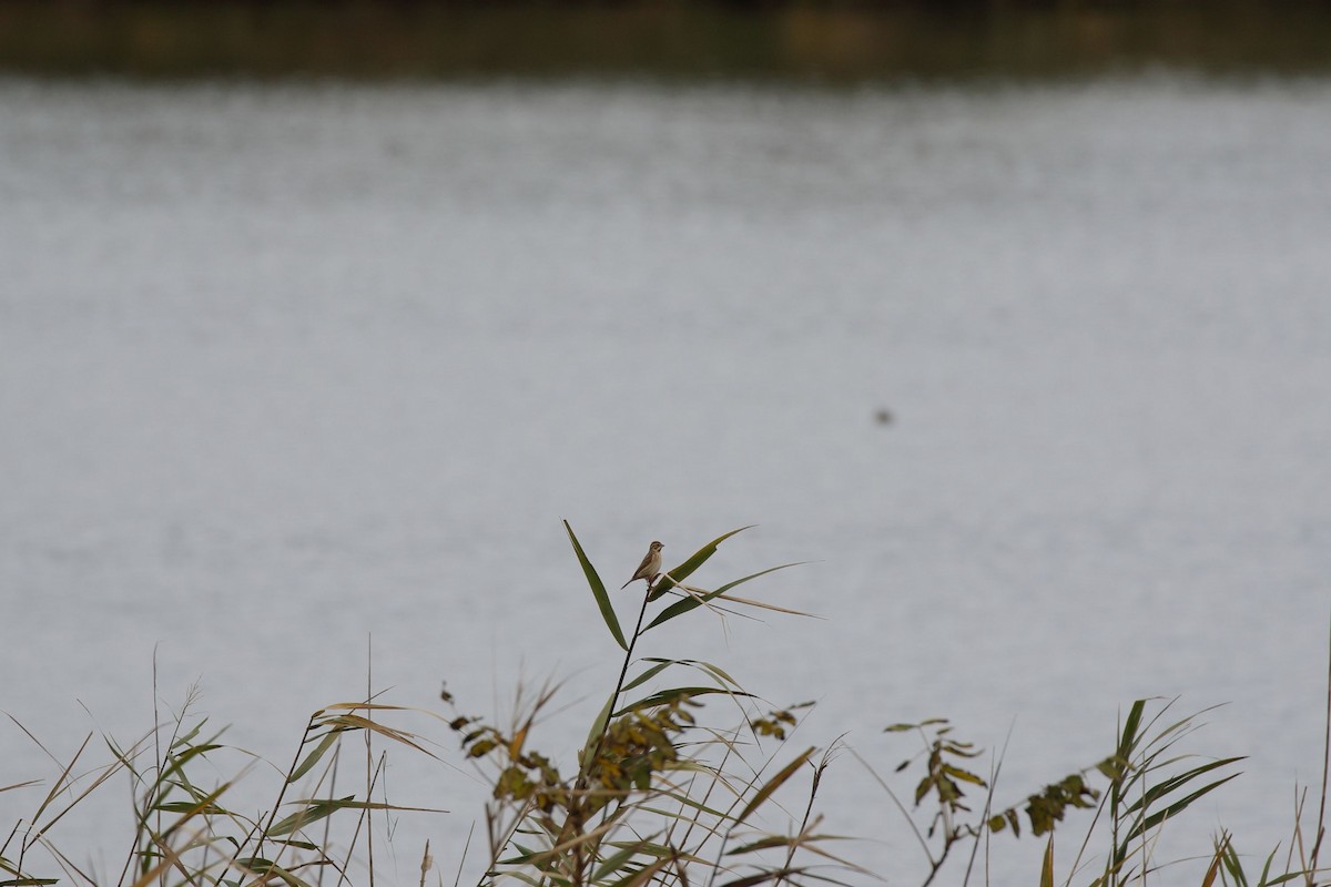 Rohrammer - ML644757999