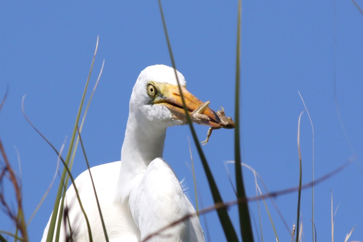 Silberreiher - ML644758002