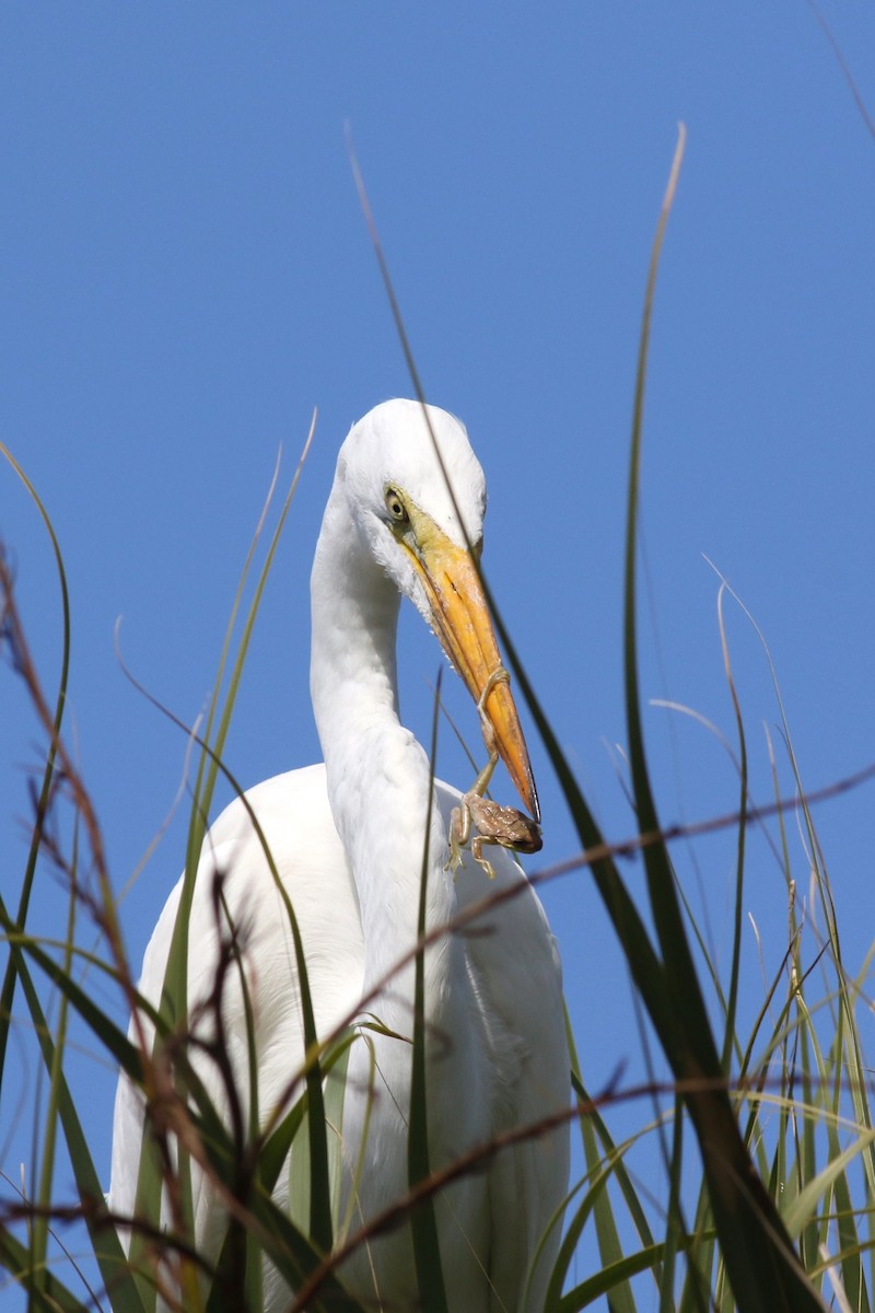 Silberreiher - ML644758003