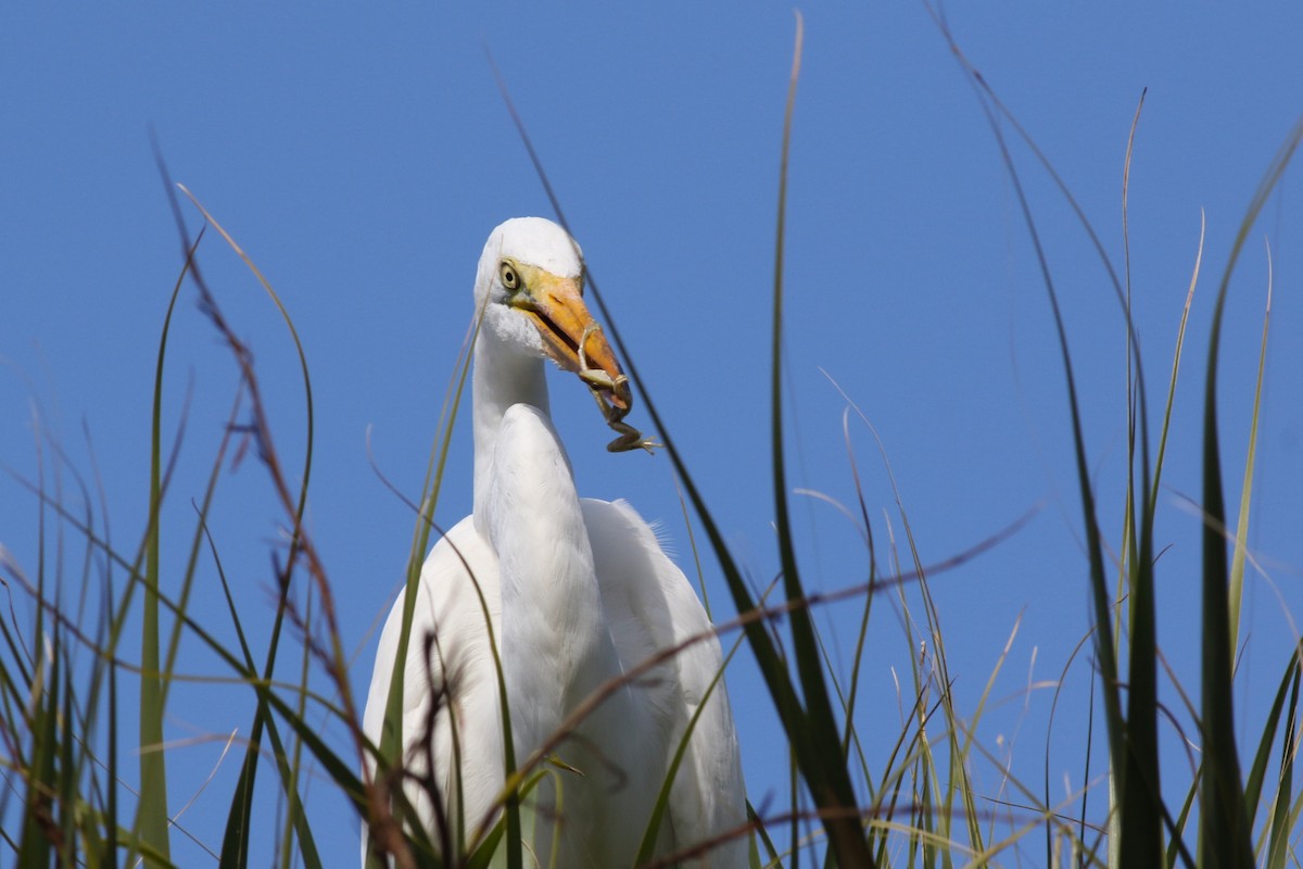 Silberreiher - ML644758004