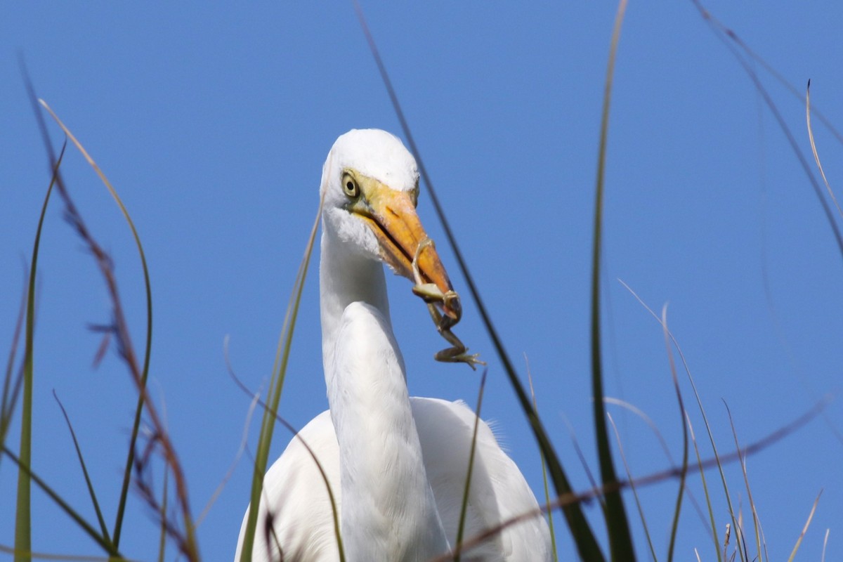 Silberreiher - ML644758005