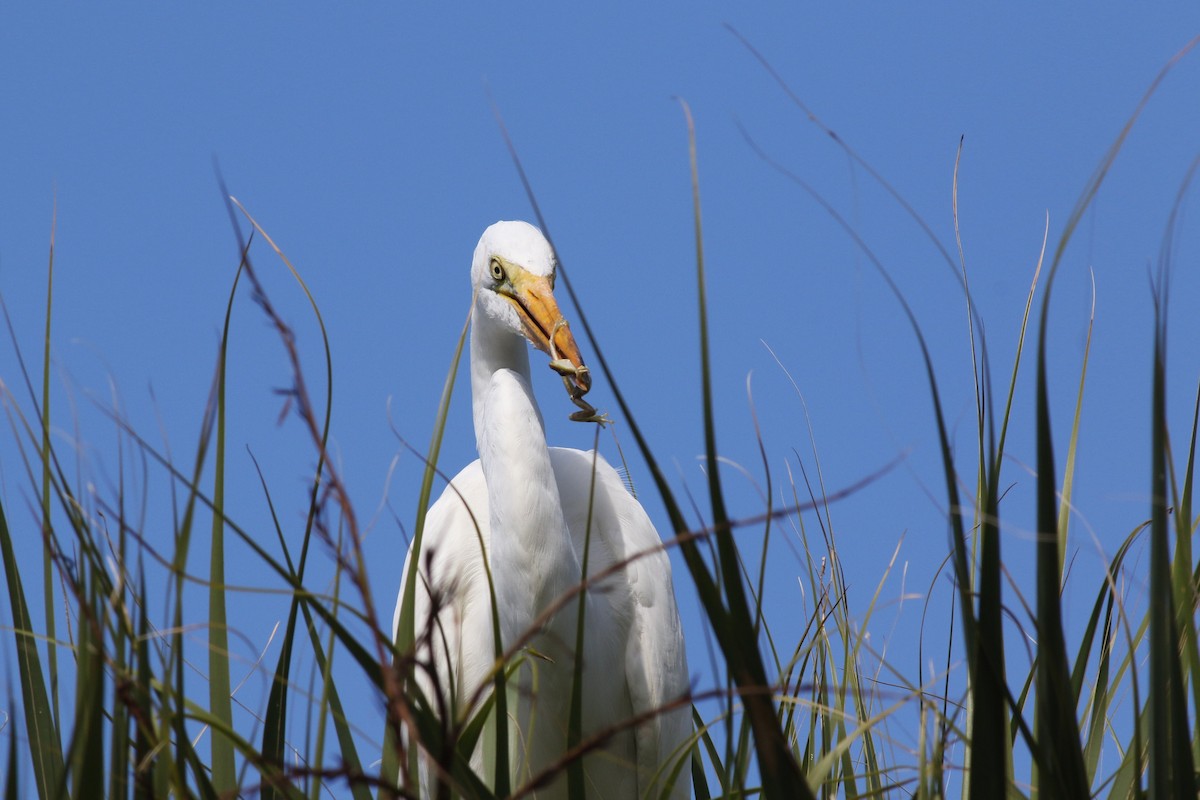 Silberreiher - ML644758006