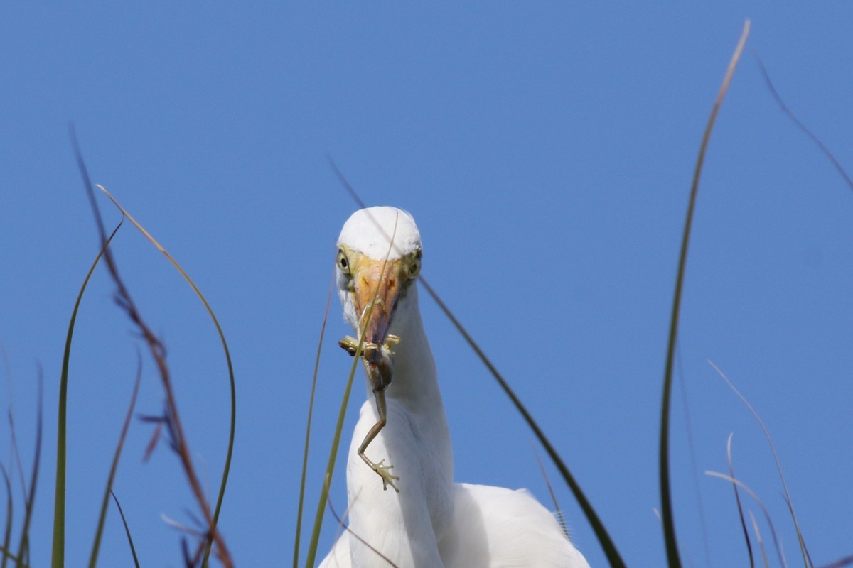 Silberreiher - ML644758007