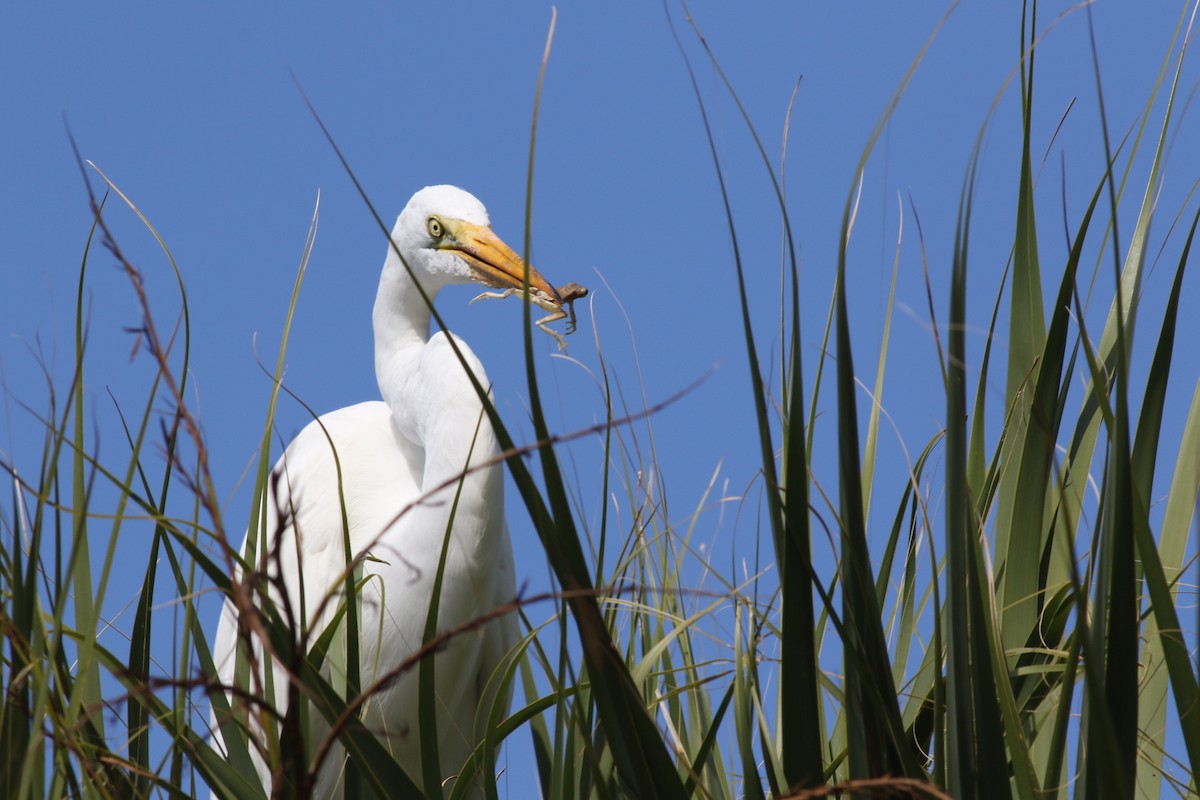 Silberreiher - ML644758010