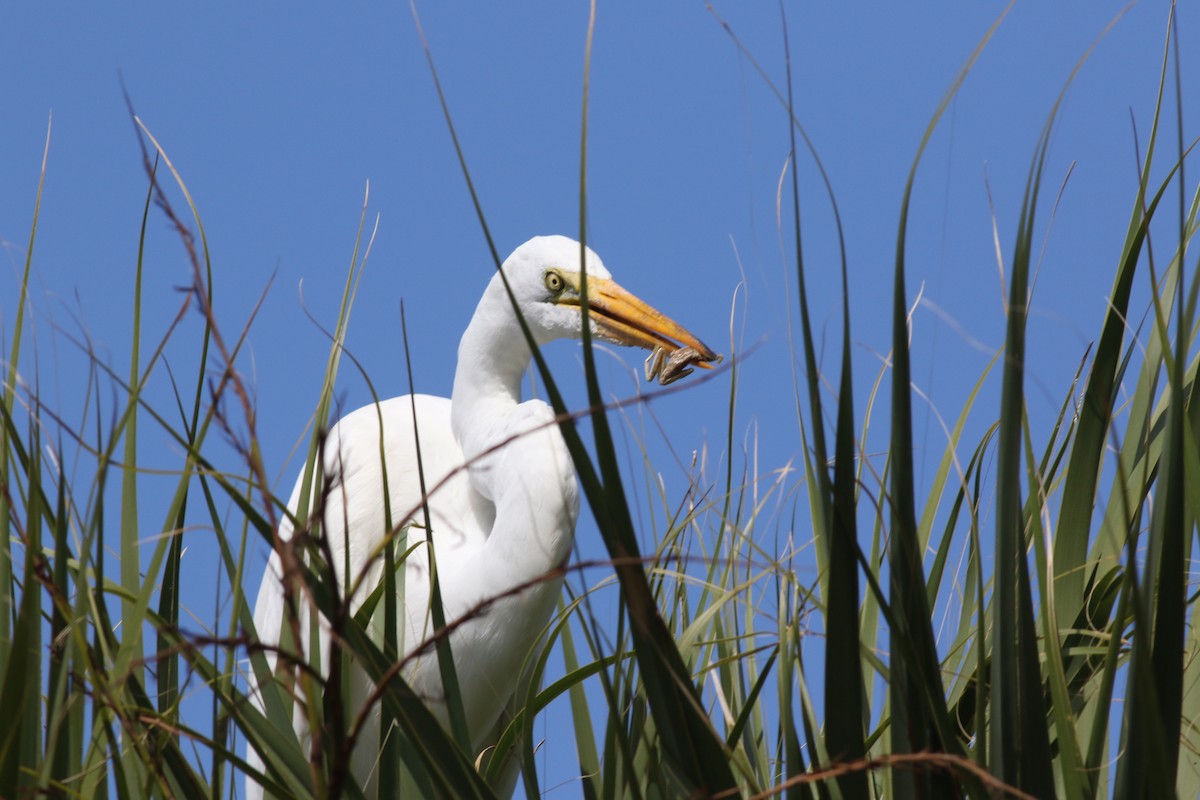 Silberreiher - ML644758011