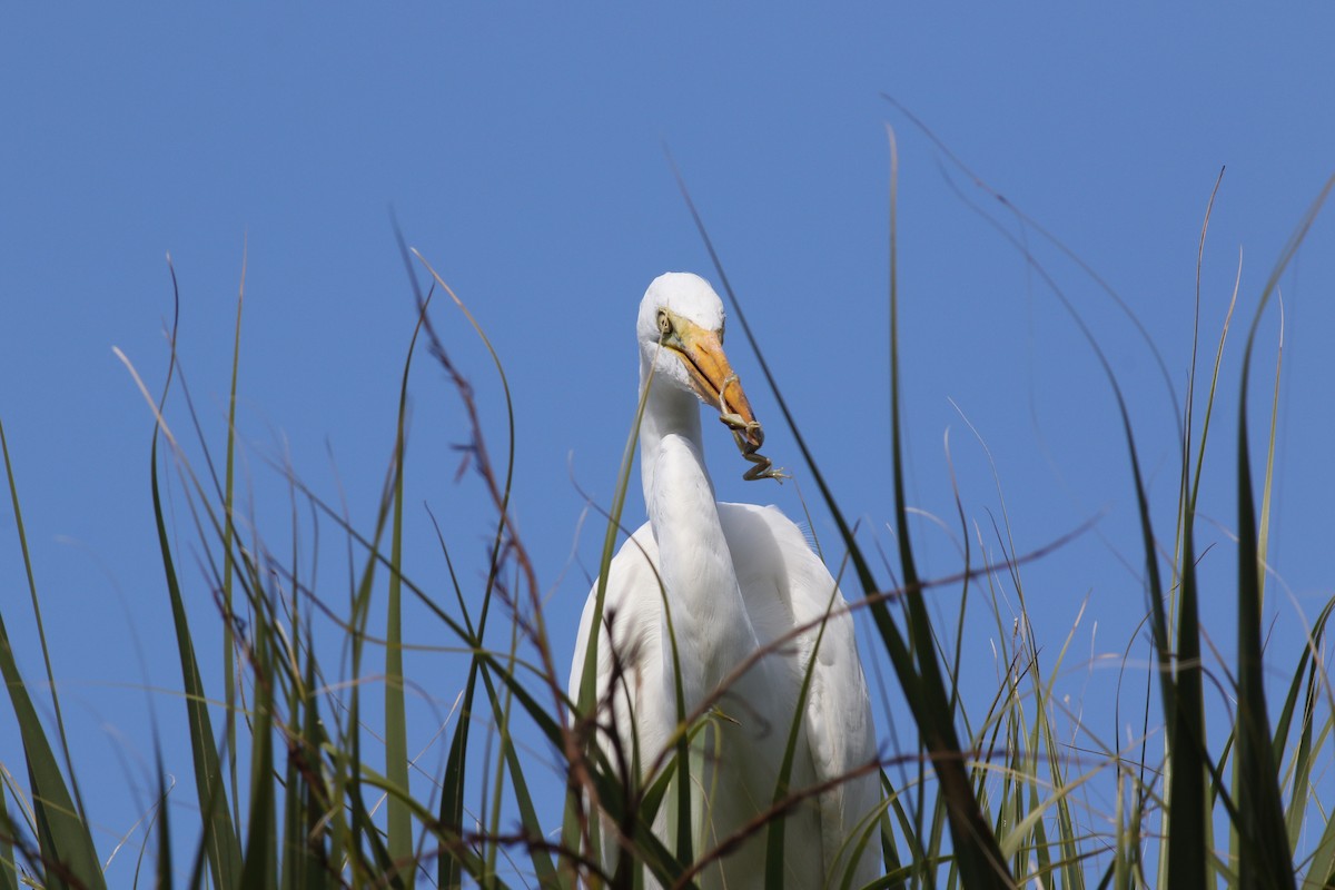 Silberreiher - ML644758012