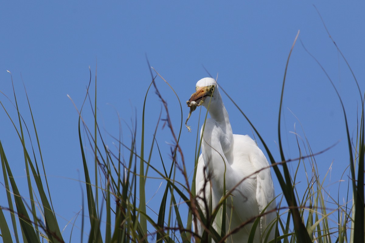 Silberreiher - ML644758013