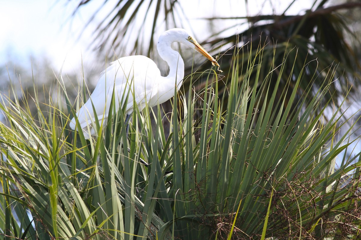 Silberreiher - ML644758014