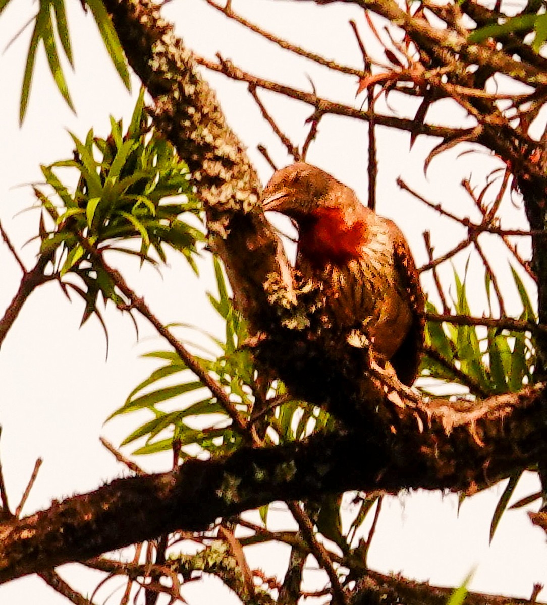 Rostkehl-Wendehals - ML644758015