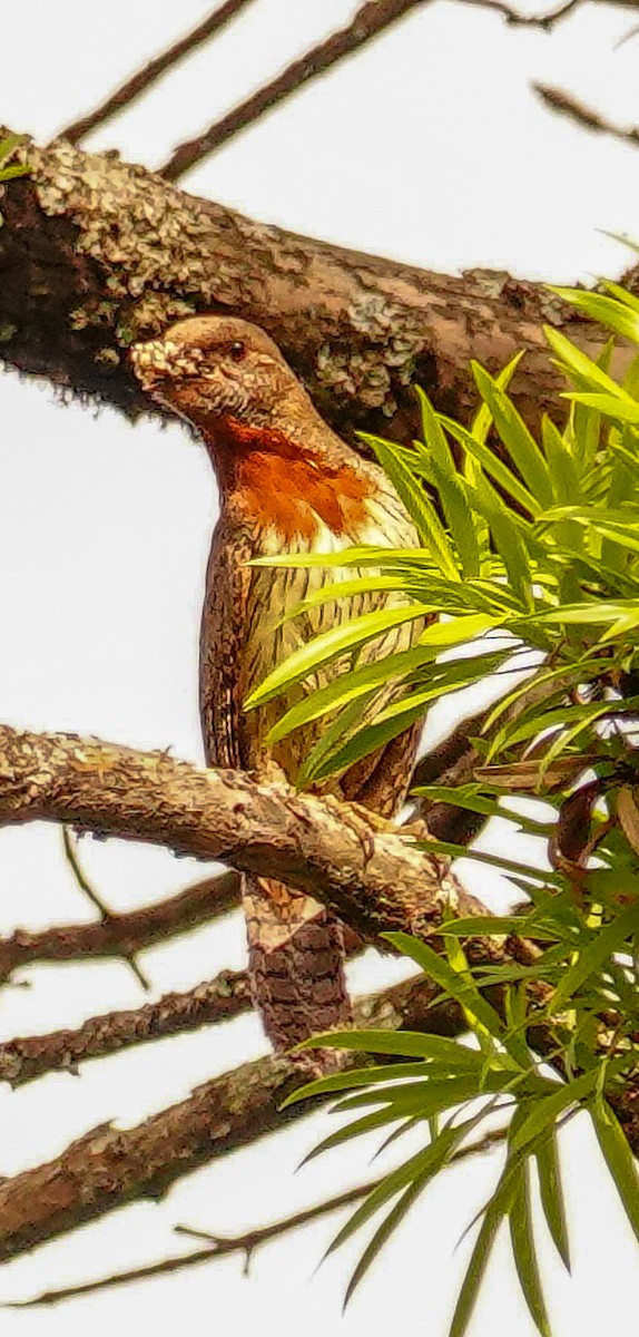 Rostkehl-Wendehals - ML644758016