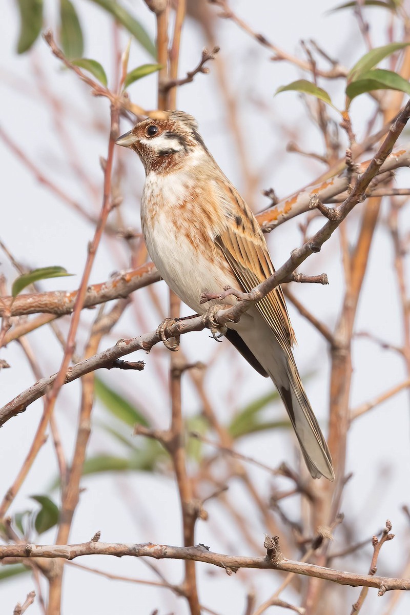 Fichtenammer - ML644758018