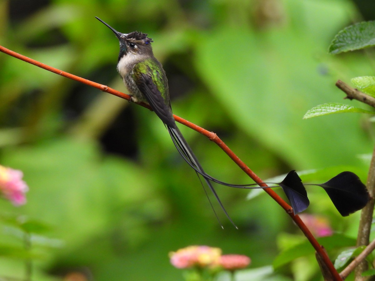 Violettscheitel-Flaggensylphe - ML644758020