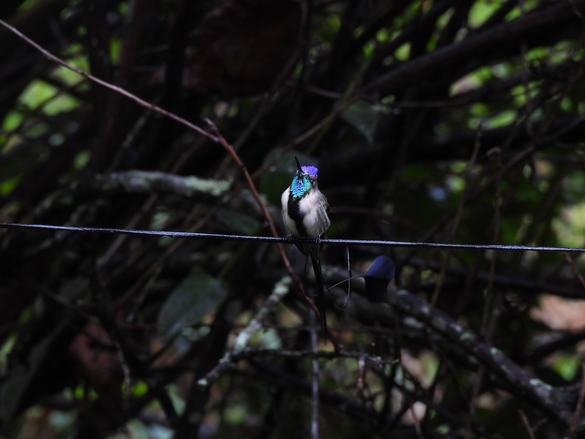 Violettscheitel-Flaggensylphe - ML644758021