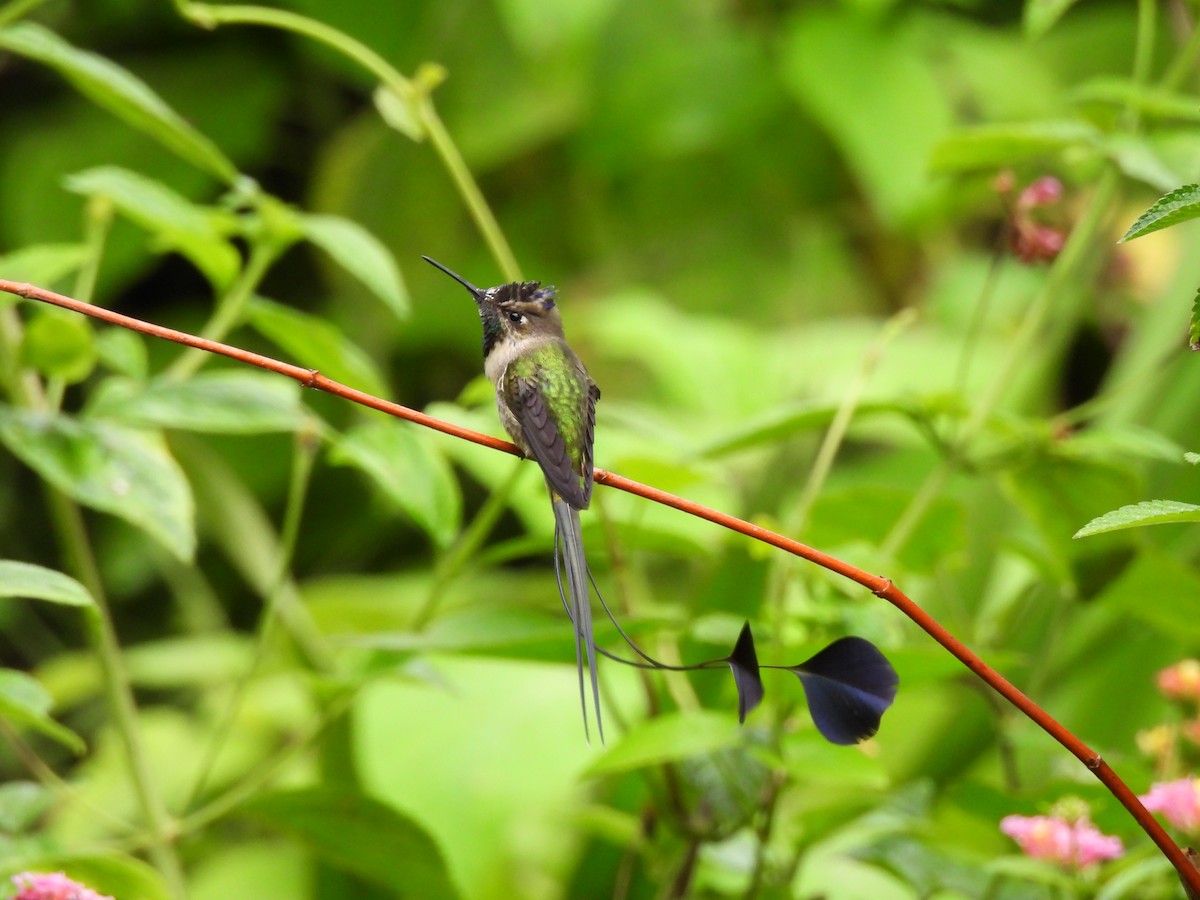 Violettscheitel-Flaggensylphe - ML644758022