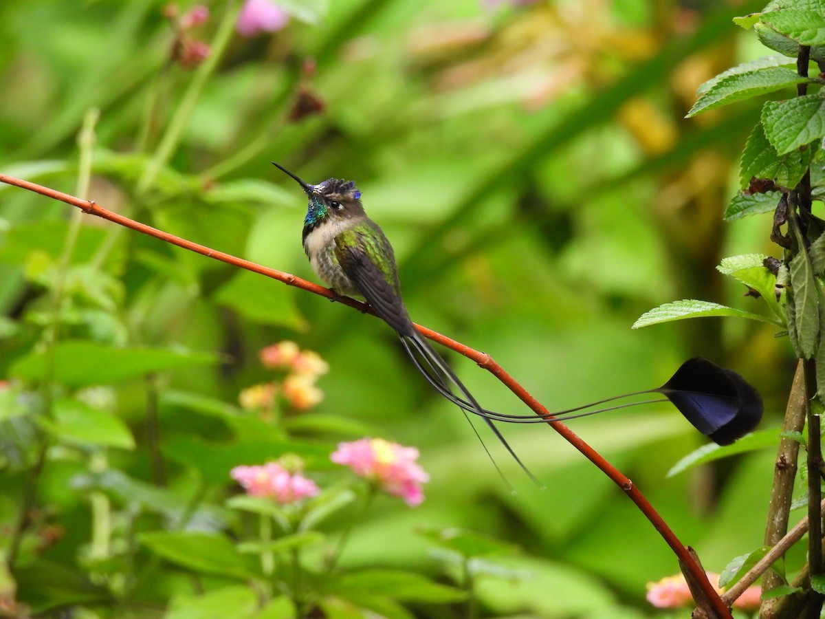 Violettscheitel-Flaggensylphe - ML644758023