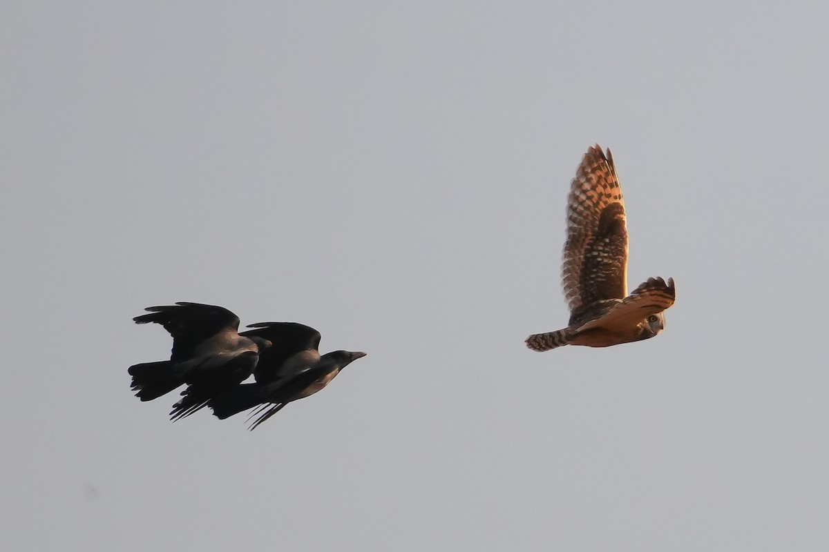 Búho Campestre (Norteño) - ML644758032