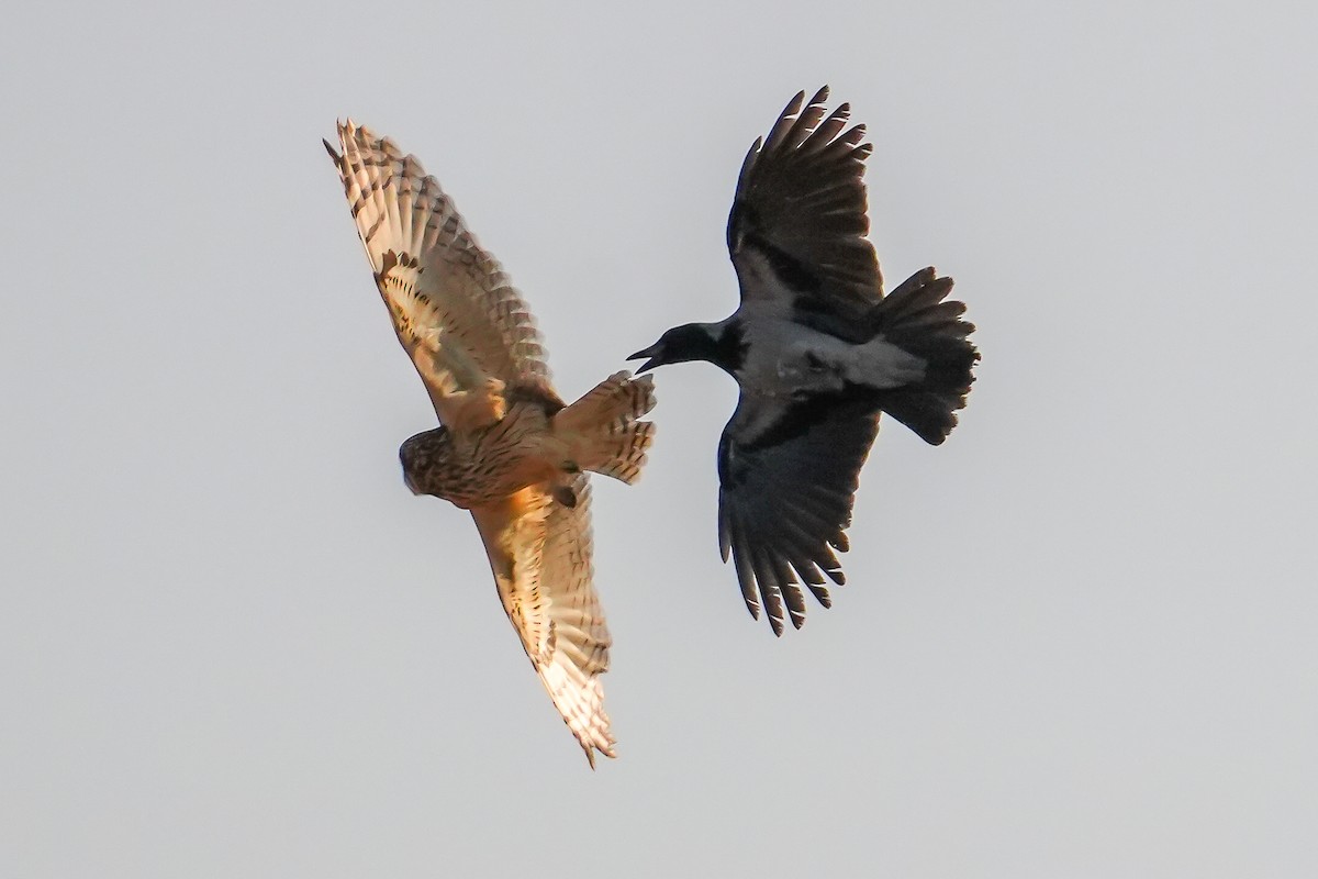 Búho Campestre (Norteño) - ML644758033