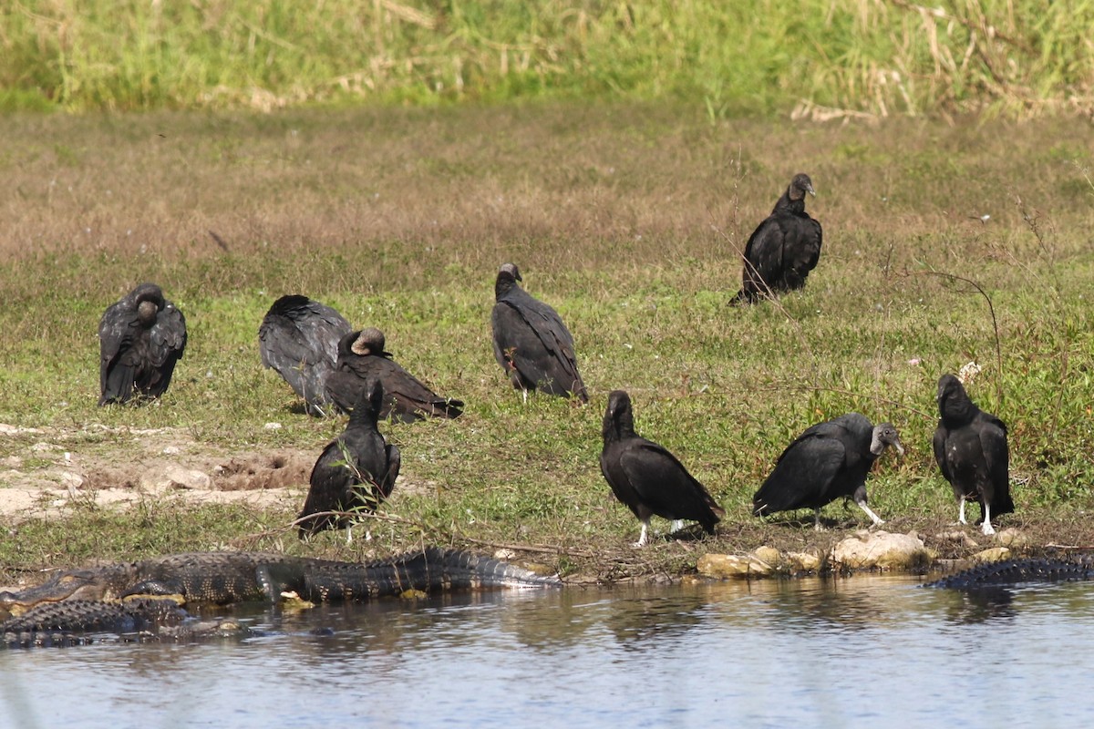 Black Vulture - ML644758036