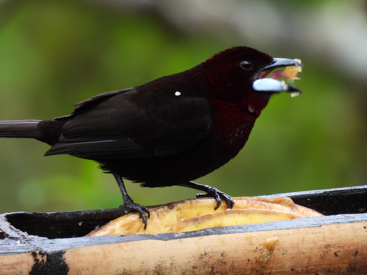 Silver-beaked Tanager - ML644758038