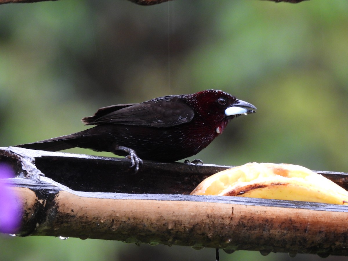Silver-beaked Tanager - ML644758039