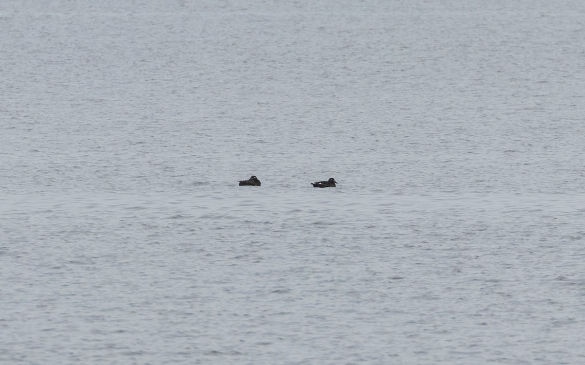 Macreuse à ailes blanches - ML644758051