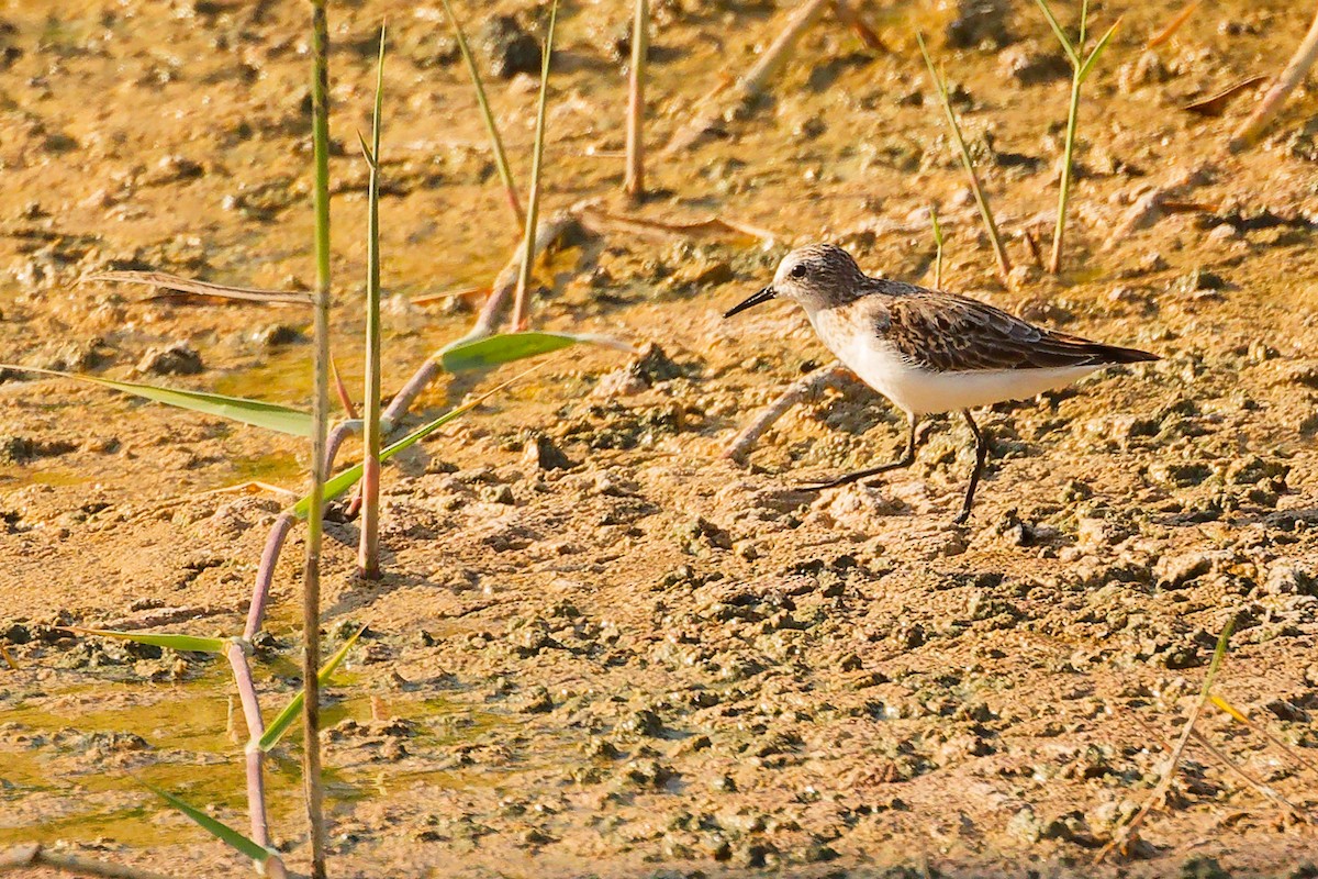 Little Stint - ML644758052