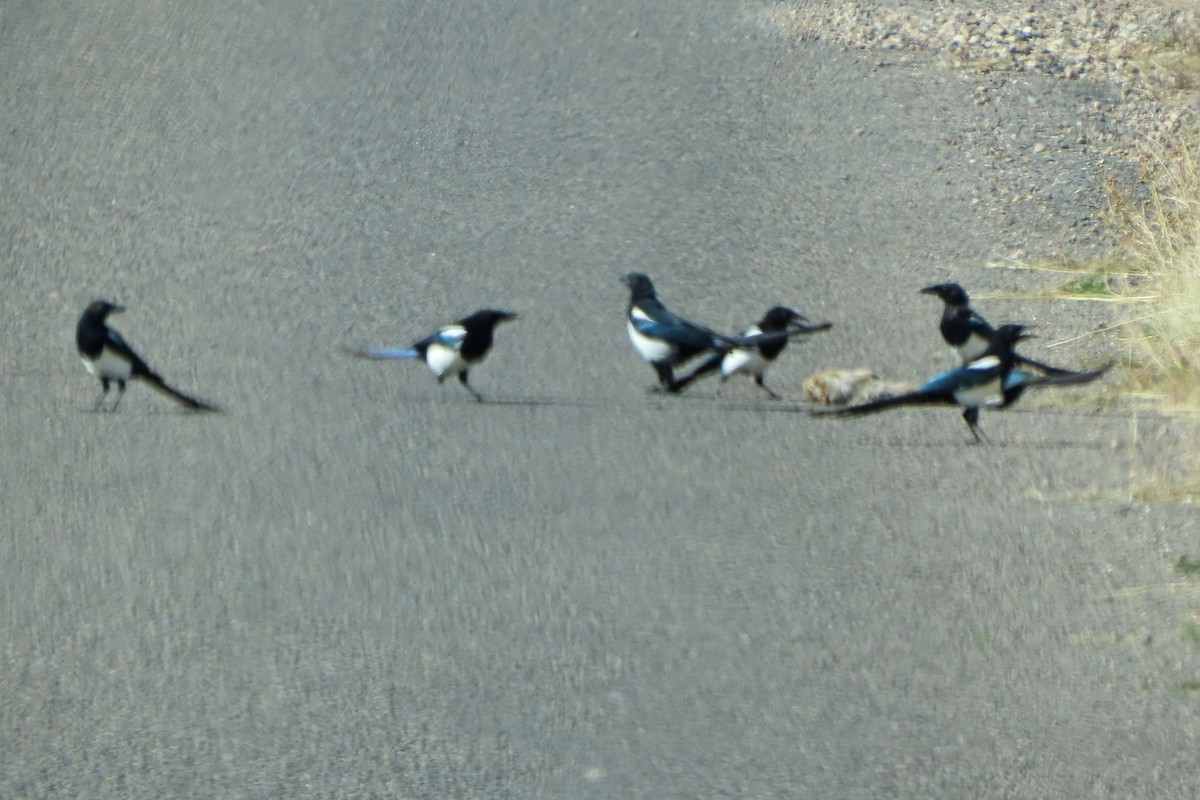 Black-billed Magpie - ML644758053