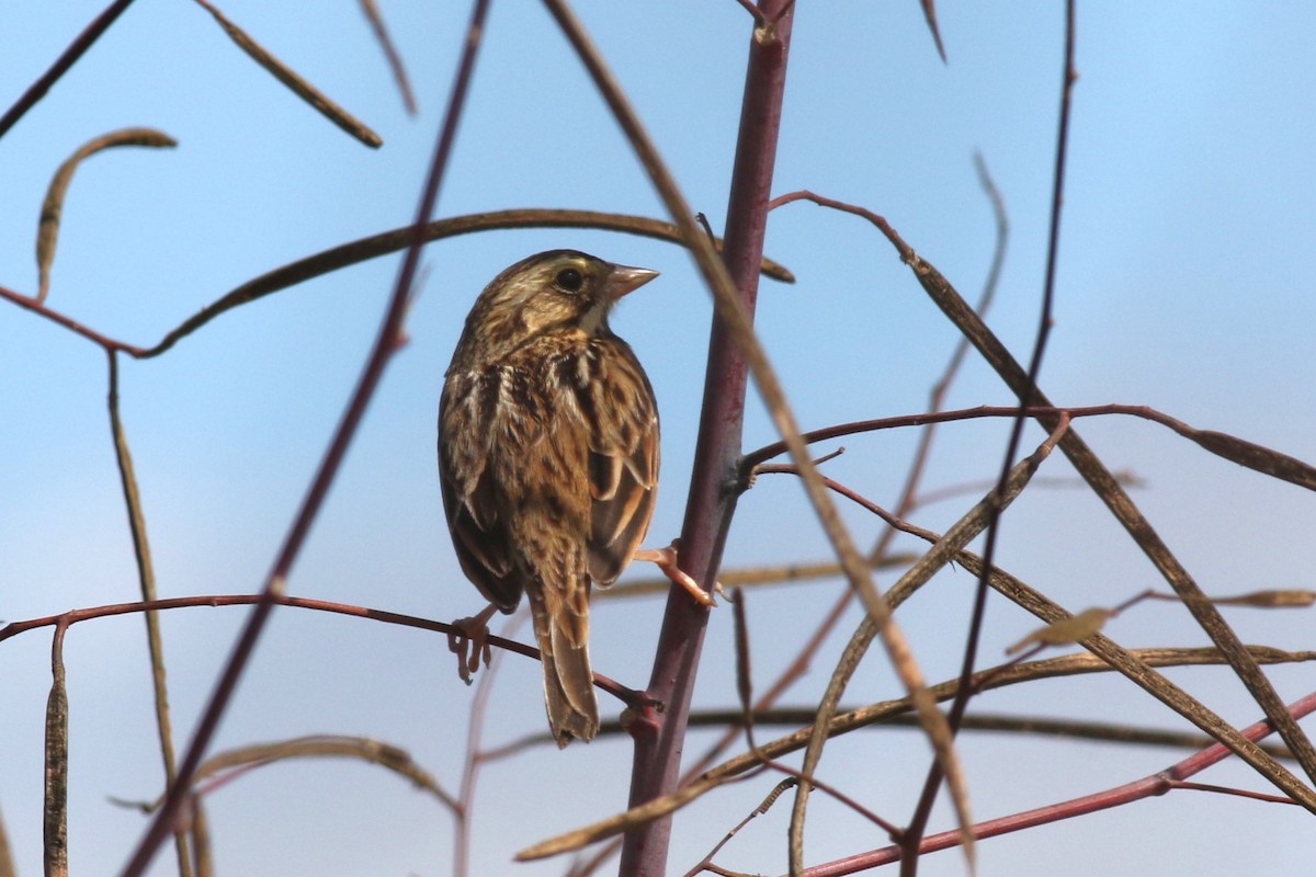 Chingolo Sabanero - ML644758057