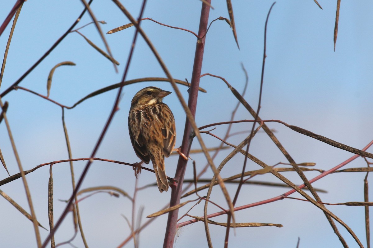 Chingolo Sabanero - ML644758058