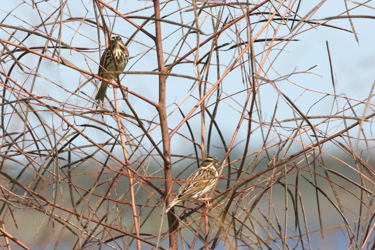 Chingolo Sabanero - ML644758059