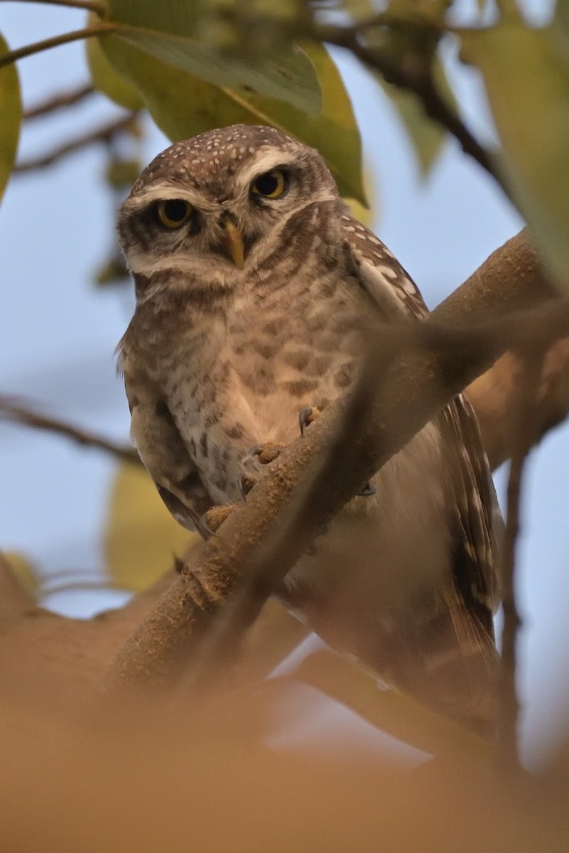 tempelugle - ML644758080