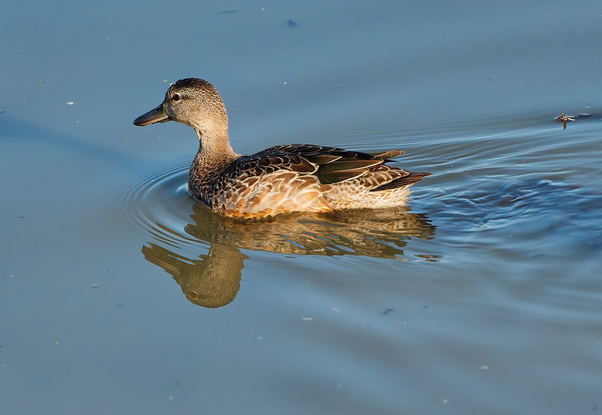 ミカヅキシマアジ - ML644758085