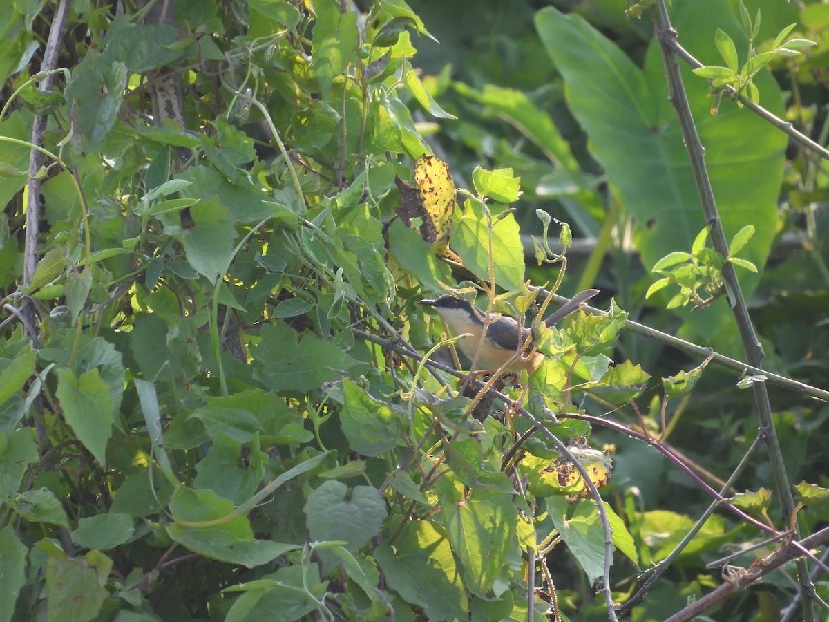 Ashy Prinia - ML644758091